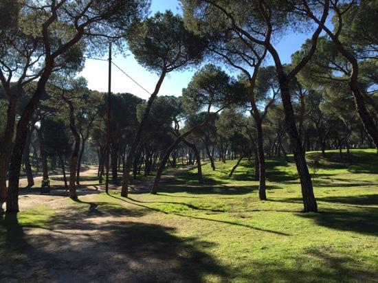 13. Picnic en Madrid; Lugares relajados rodeados de árboles y zonas verdes, perfectos para un picnic agradable.