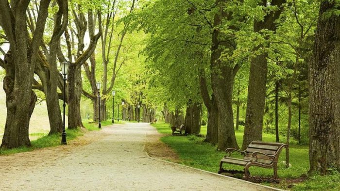 20. Picnic en Madrid; Espacios al aire libre con sombra de árboles, ideales para disfrutar de un picnic relajado.