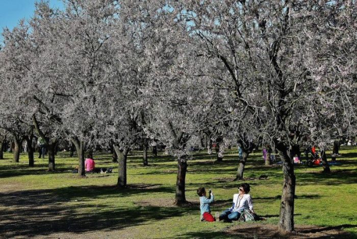 6. Picnic en Madrid; Ambiente natural con zonas verdes y arboladas, un lugar sereno para un picnic agradable.