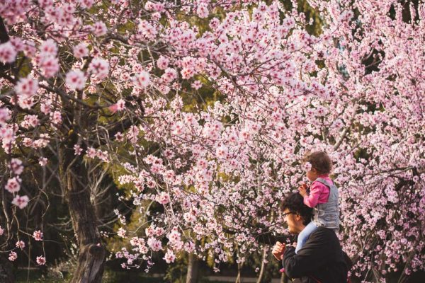 Disfruta en Madrid del espectáculo de miles de almendros en flor 2021