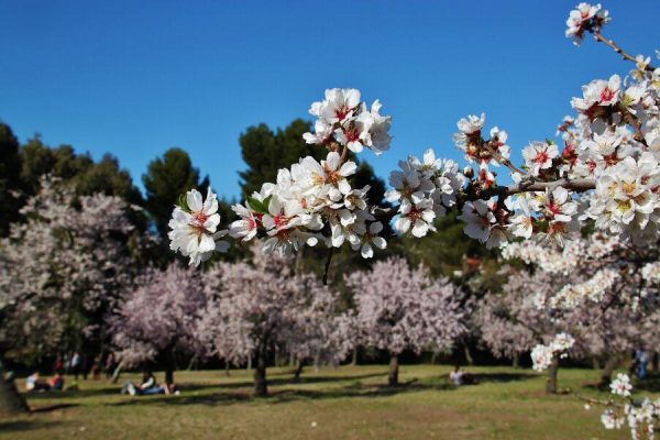 Disfruta en Madrid del espectáculo de miles de almendros en flor 2021