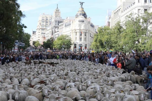 La ovejas recorren Madrid gracias a la Fiesta de la Trashumancia 2021