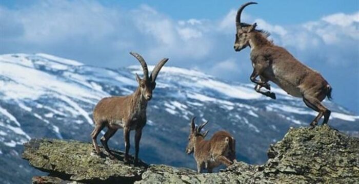 Superpoblación de cabras montesas en la Sierra de Guadarrama