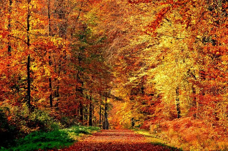 Espectaculares paraísos naturales de otoño cerca de Madrid