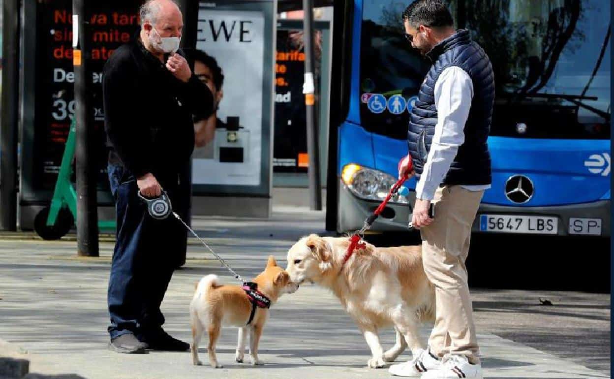 Renfe hará pruebas para permitir viajar con perros grandes en AVE