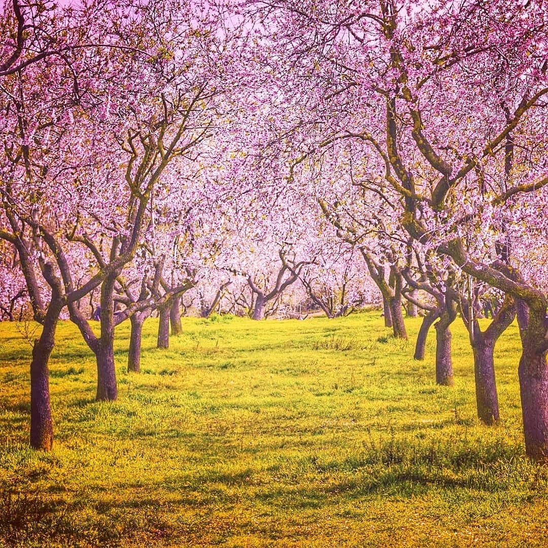 Los mejores parques para sentir la magia de la primavera en Madrid