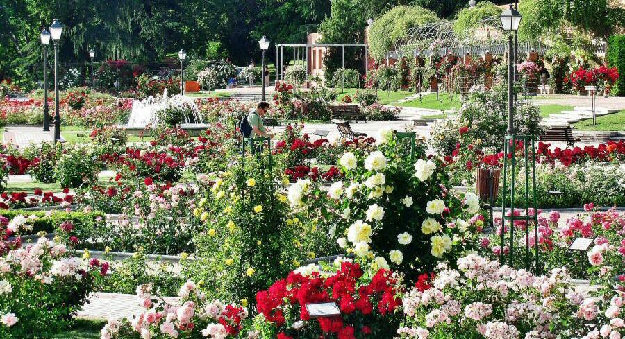 Se busca la Rosa de Madrid más bonita de esta primavera 2021