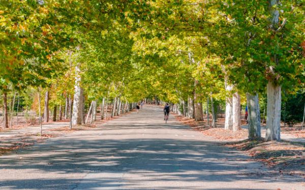 2.Parques en Madrid; Espacios abiertos con césped suave donde los rayos del sol acarician la piel, brindando lugares idílicos para relajarse y disfrutar de un día al aire libre.